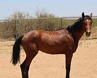 white-star-snip-horse