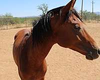 bay-white-star-snip-horse