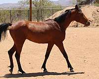 bay-arabian-colt