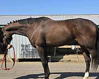 breeding-thoroughbred-horse