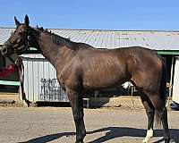 bay-thoroughbred-filly