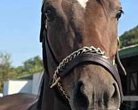 bay-breeding-horse