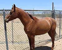 white-star-horse