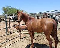 chestnut-white-star-horse