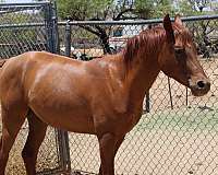 chestnut-arabian-colt