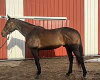 hunt-seat-equitation-thoroughbred-horse