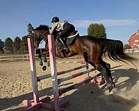 hunter-thoroughbred-horse