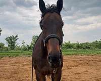 dressage-thoroughbred-horse
