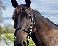 trakehner-horse-for-sale