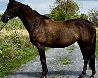 trakehner-mare
