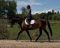 trakehner-horse