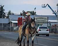 athletic-draft-horse