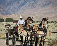 beginner-draft-horse
