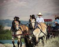 cross-draft-horse