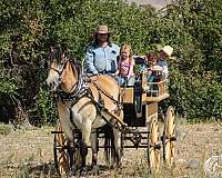 draft-horse
