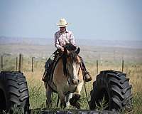 flashy-draft-horse