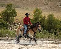 driving-draft-horse