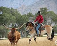 ranch-draft-horse