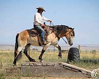 parade-draft-horse