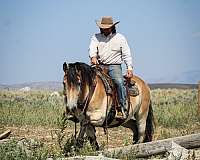 ranch-work-draft-horse