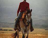 team-driving-draft-horse