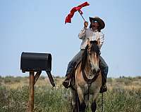 show-draft-horse
