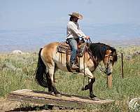 trail-draft-horse