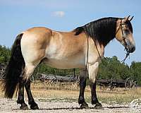 trail-riding-draft-horse
