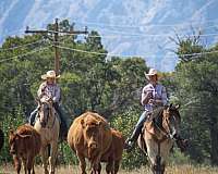 western-riding-draft-horse