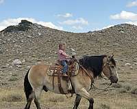 athletic-draft-horse