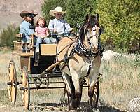 beginner-draft-horse