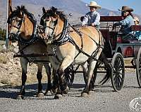 draft-horse