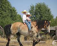flashy-draft-horse