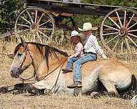 husband-safe-draft-horse
