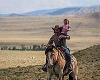 parade-draft-horse