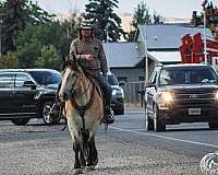 ranch-draft-horse