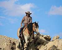 ranch-work-draft-horse