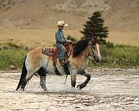 team-driving-draft-horse