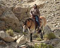 show-draft-horse