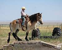 trail-draft-horse