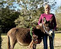 10-hand-donkey-colt