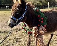 chocolate-breeding-companion-donkey