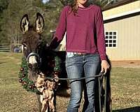 easy-going-donkey