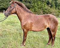 chestnut-therapy-pony