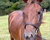 therapy-welsh-pony