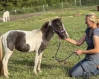 breeding-miniature-horse