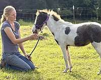 companion-miniature-horse