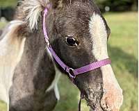flashy-miniature-horse