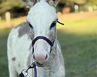 breeding-donkey