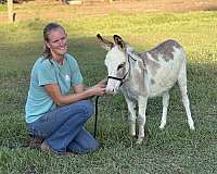 companion-donkey
